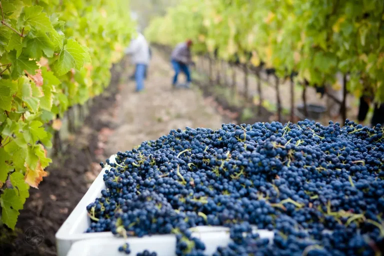 Harvest marks the moment when grapes reach their ideal ripeness, influenced by climate, variety, and wine style.