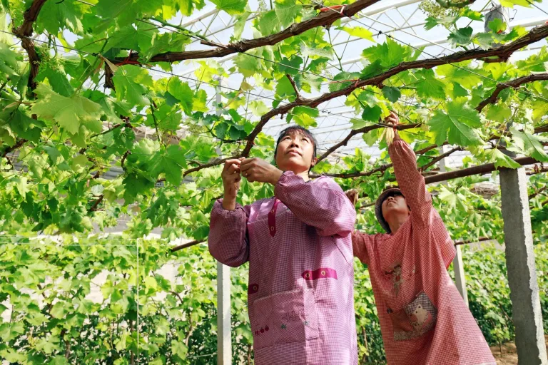 Workers tying grapevines in Hebei Province as part of winter and early spring vineyard management.