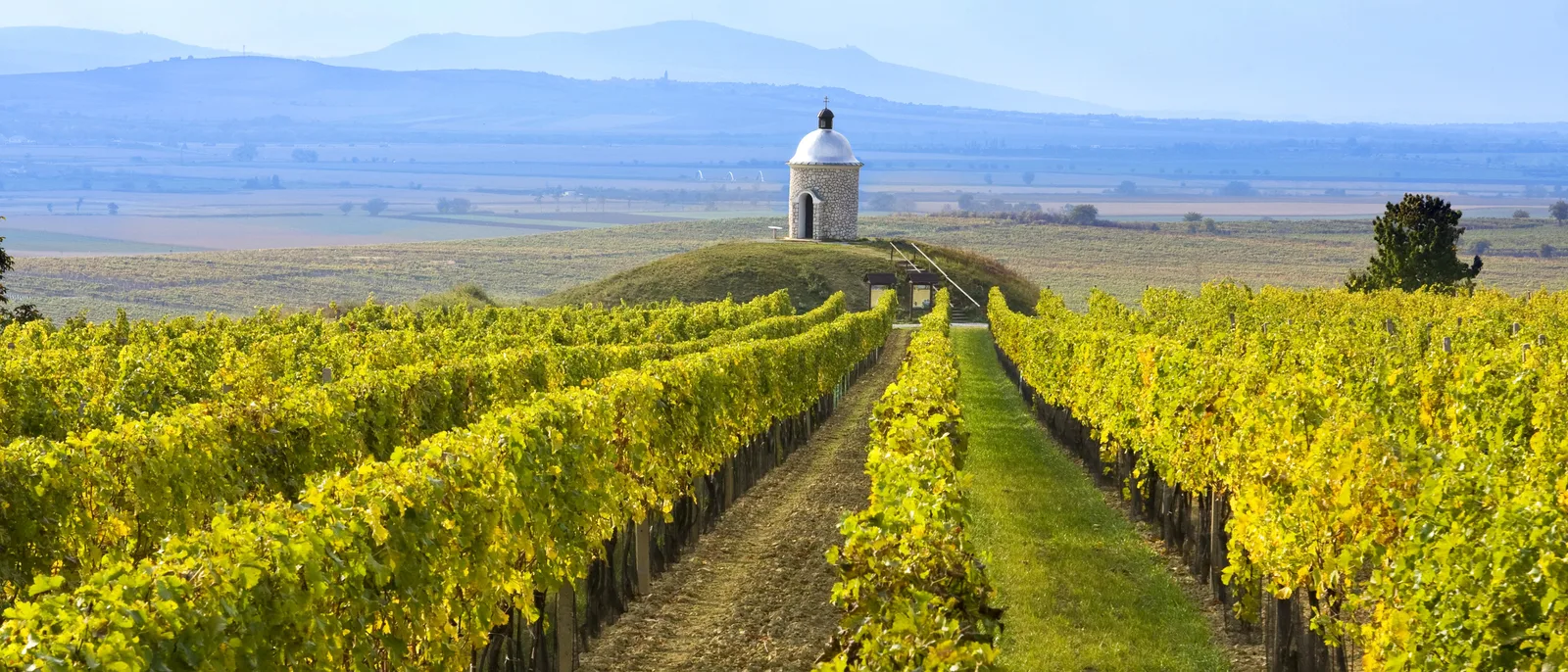 From Moravian Vineyards to Bohemian Cellars