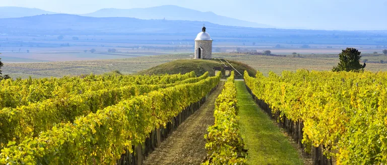 From Moravian Vineyards to Bohemian Cellars
