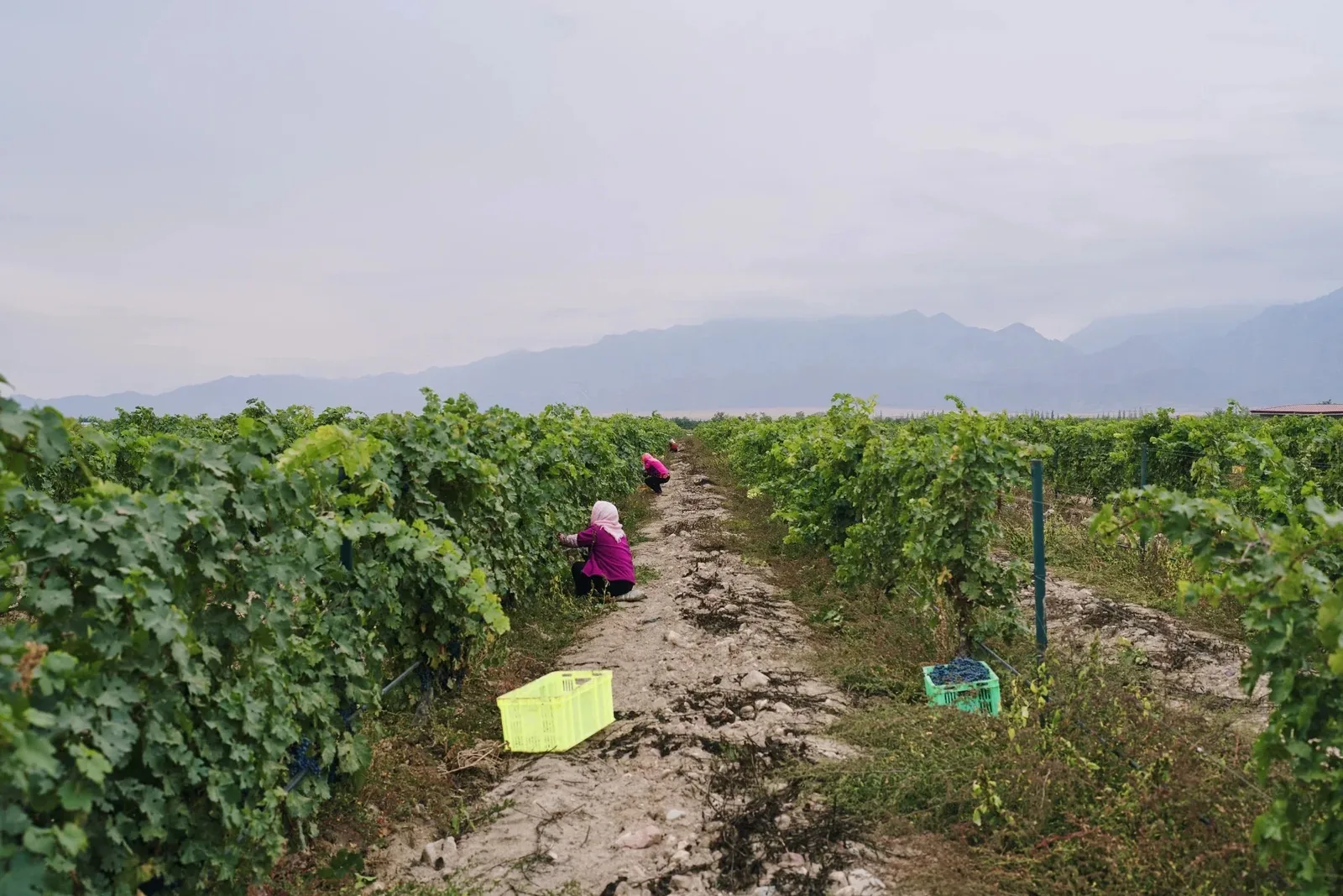 China’s Most Common Wine Grape Varieties