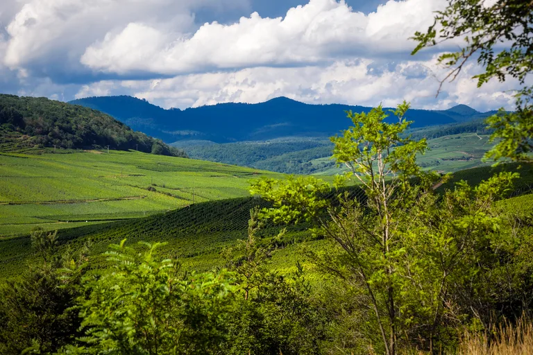 The Orschwihr vineyards below the Vosges mountains