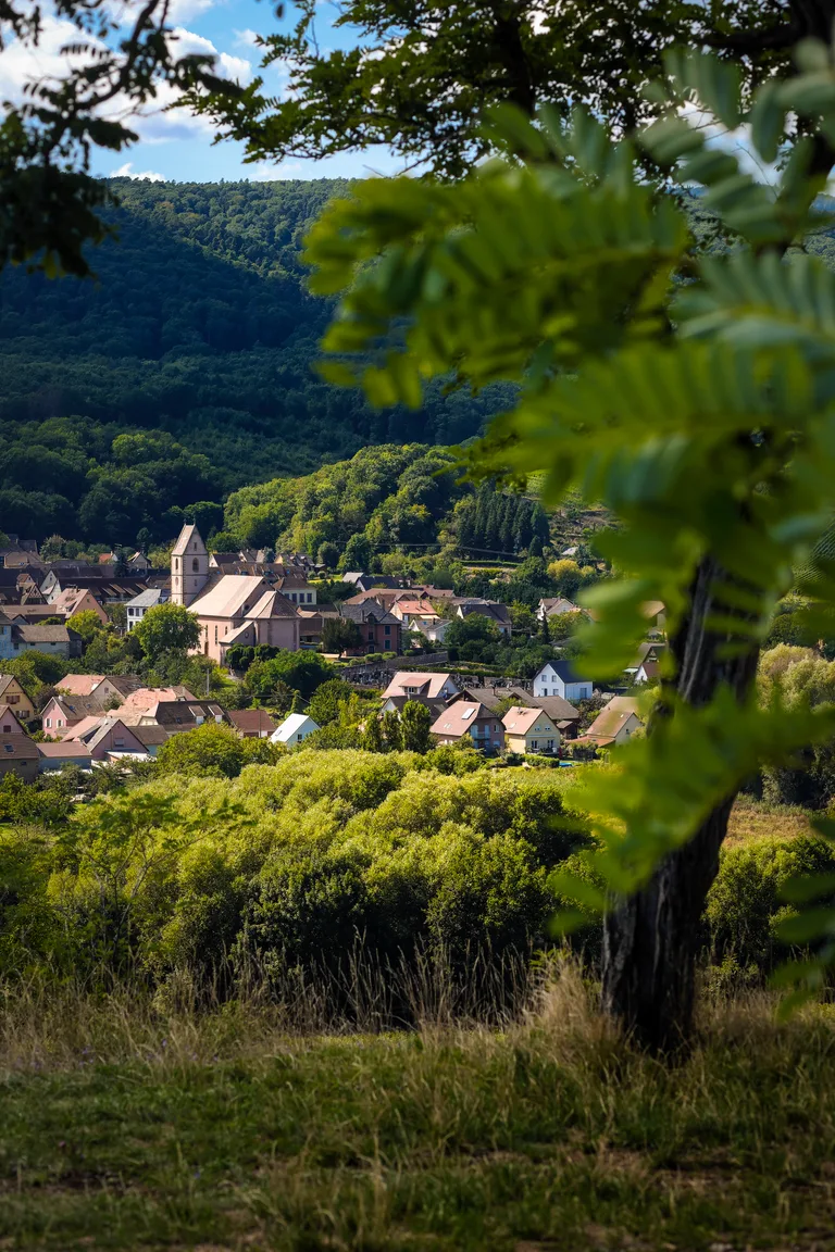 Orschwihr among its wooded hills, seen through the vines