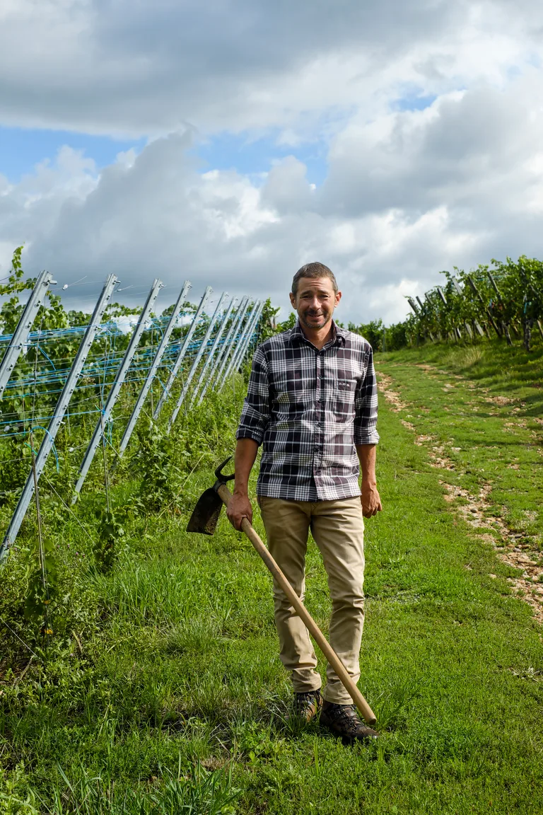 A Lucien Albrecht grower with a hoe between the trellised rows.