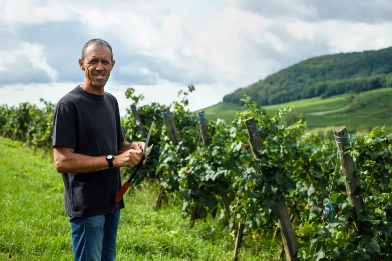 A Lucien Albrecht grower with secateurs on the vineyard slope.