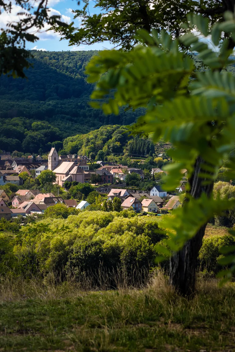 Orschwihr among its wooded hills, seen through the vines