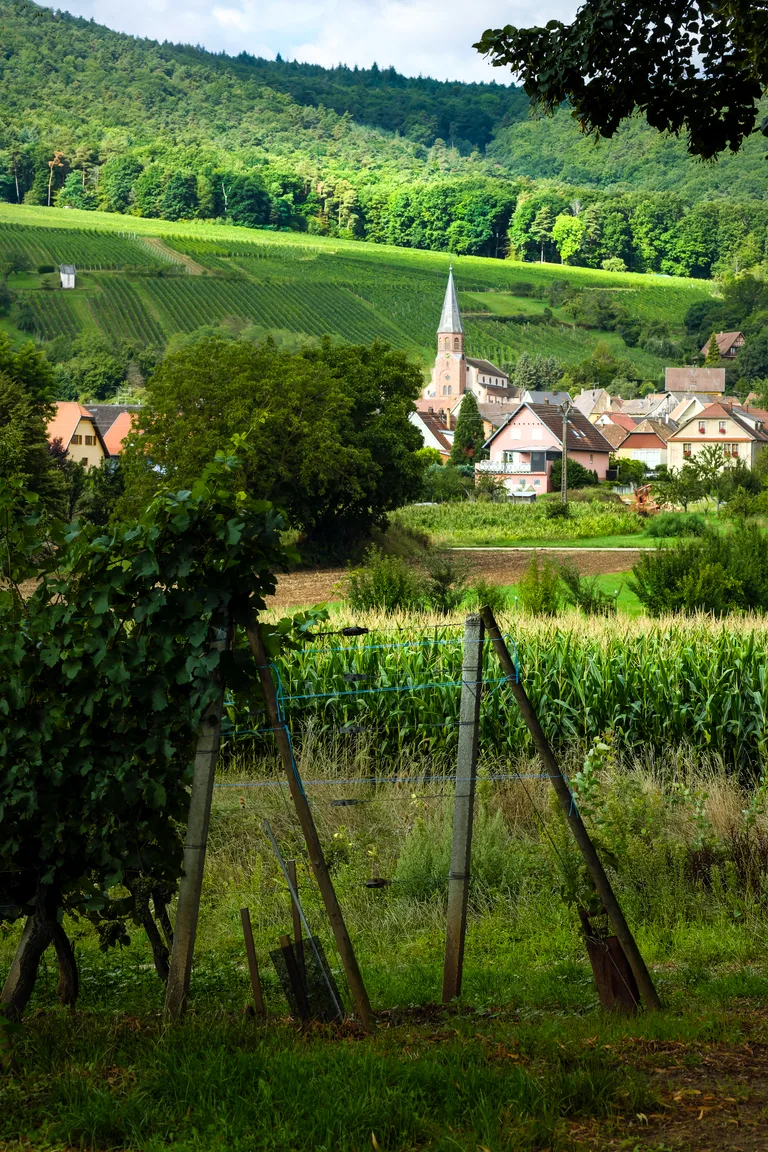 Orschwihr's church and houses beyond the vines.