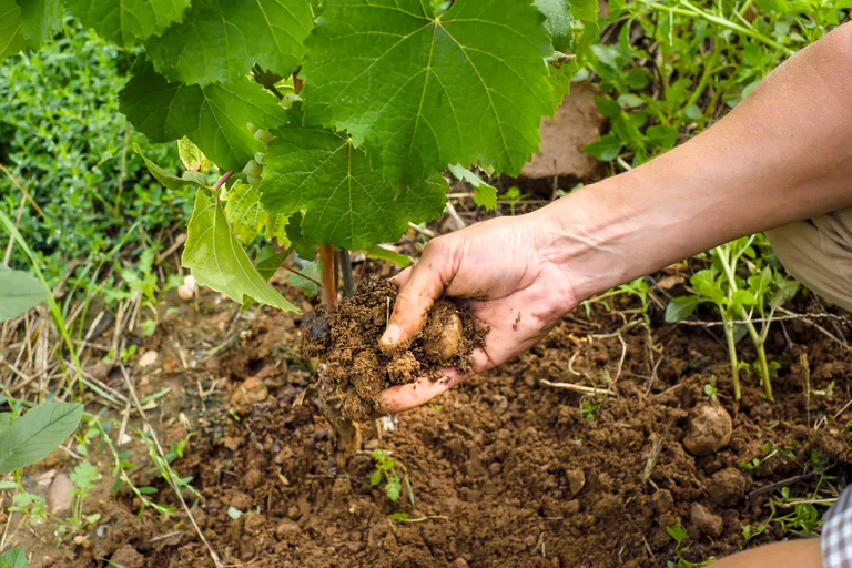 A grower's hand in the vineyard soil at the foot of a vine.