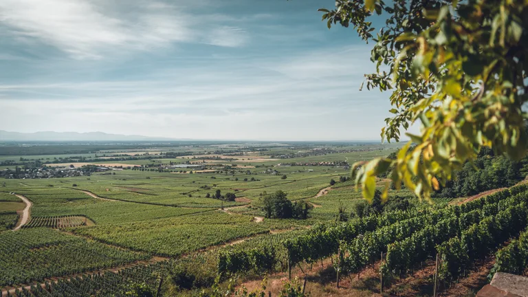 Wolfberger vineyards above the Alsace plain