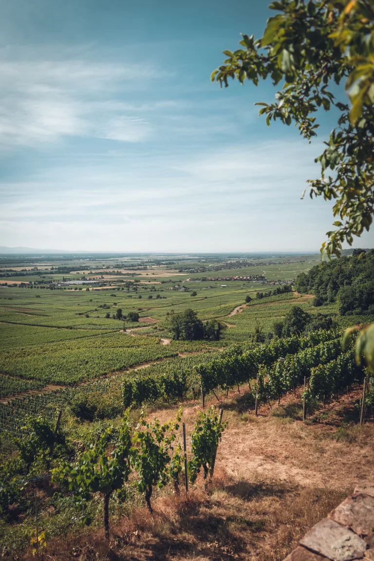 Wolfberger vineyards on the slopes above the Alsace plain
