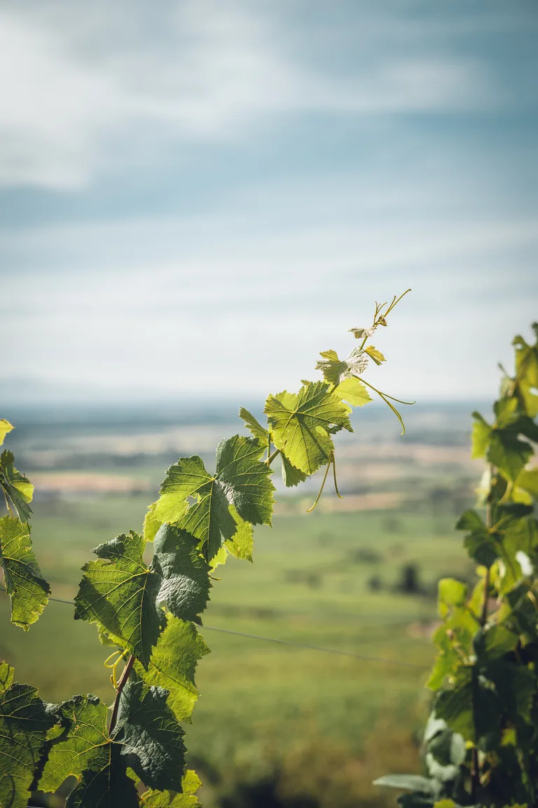A young vine shoot above the Alsace plain.
