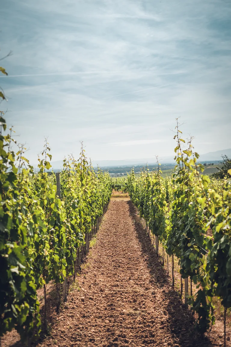 Wolfberger vineyard rows in summer.