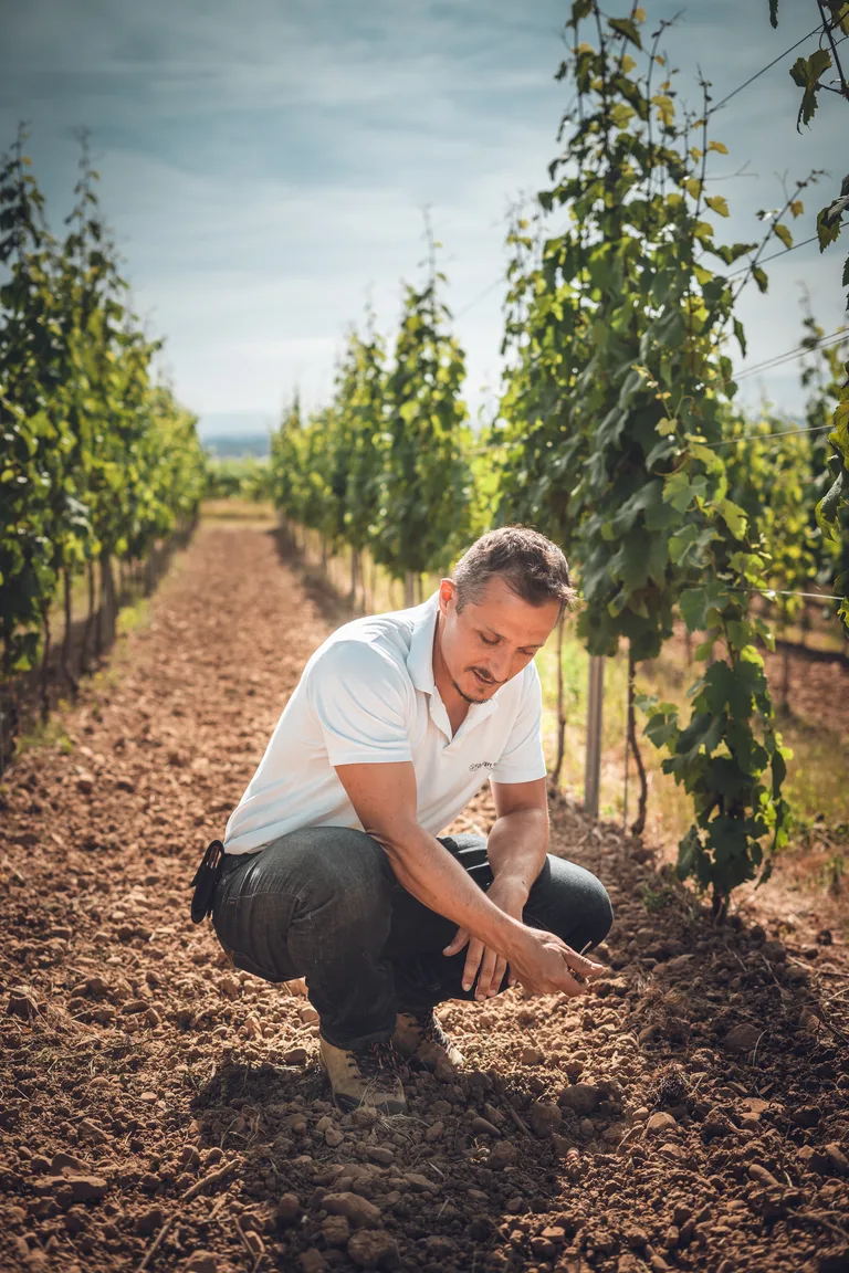 A Wolfberger grower kneeling between the vine rows.
