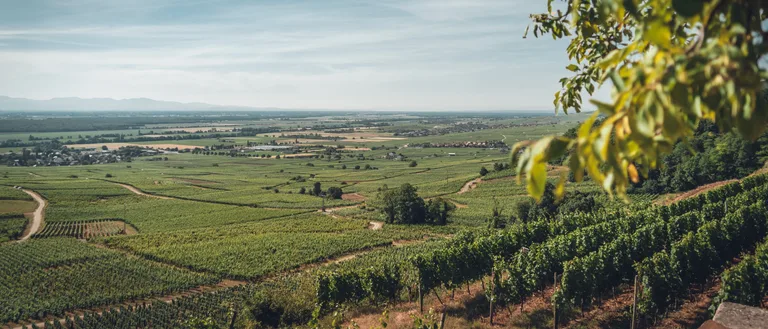 Kebun anggur dan dataran Alsace dilihat dari lereng.
