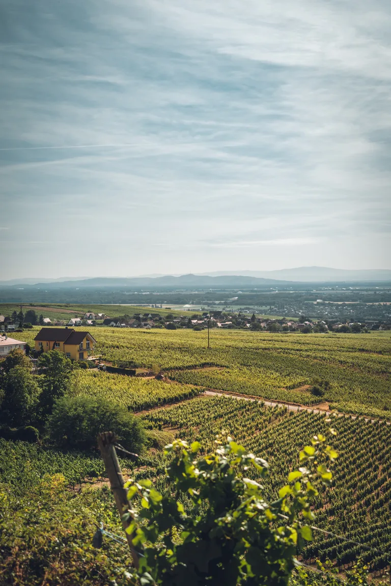 The Alsace vineyards and plain seen from the slopes.