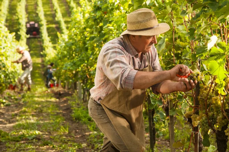 Grapes are hand-picked at full maturity to preserve freshness and flavour.