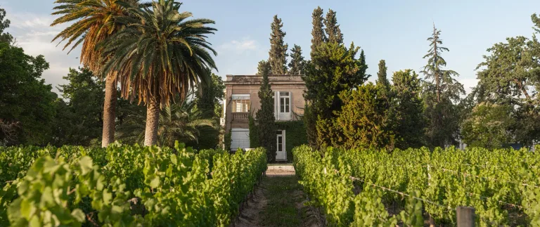 Finca El Paraíso in Maipú, a historic vineyard and home to some of Mendoza’s oldest Cabernet Sauvignon vines.