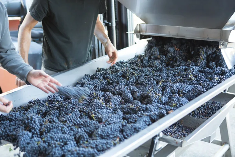 Freshly harvested grapes are carefully sorted to remove imperfect fruit, stems, and leaves.