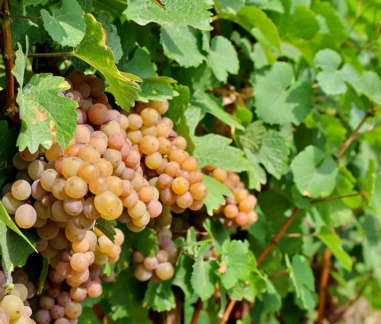 Pinot Gris