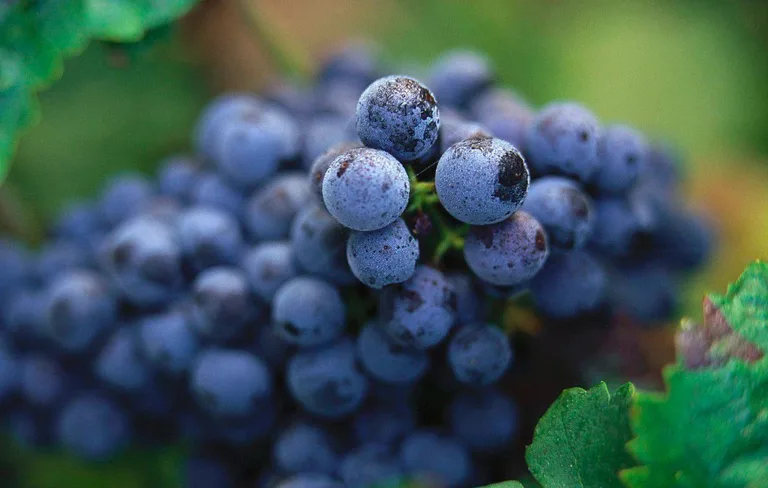 Cabernet Franc