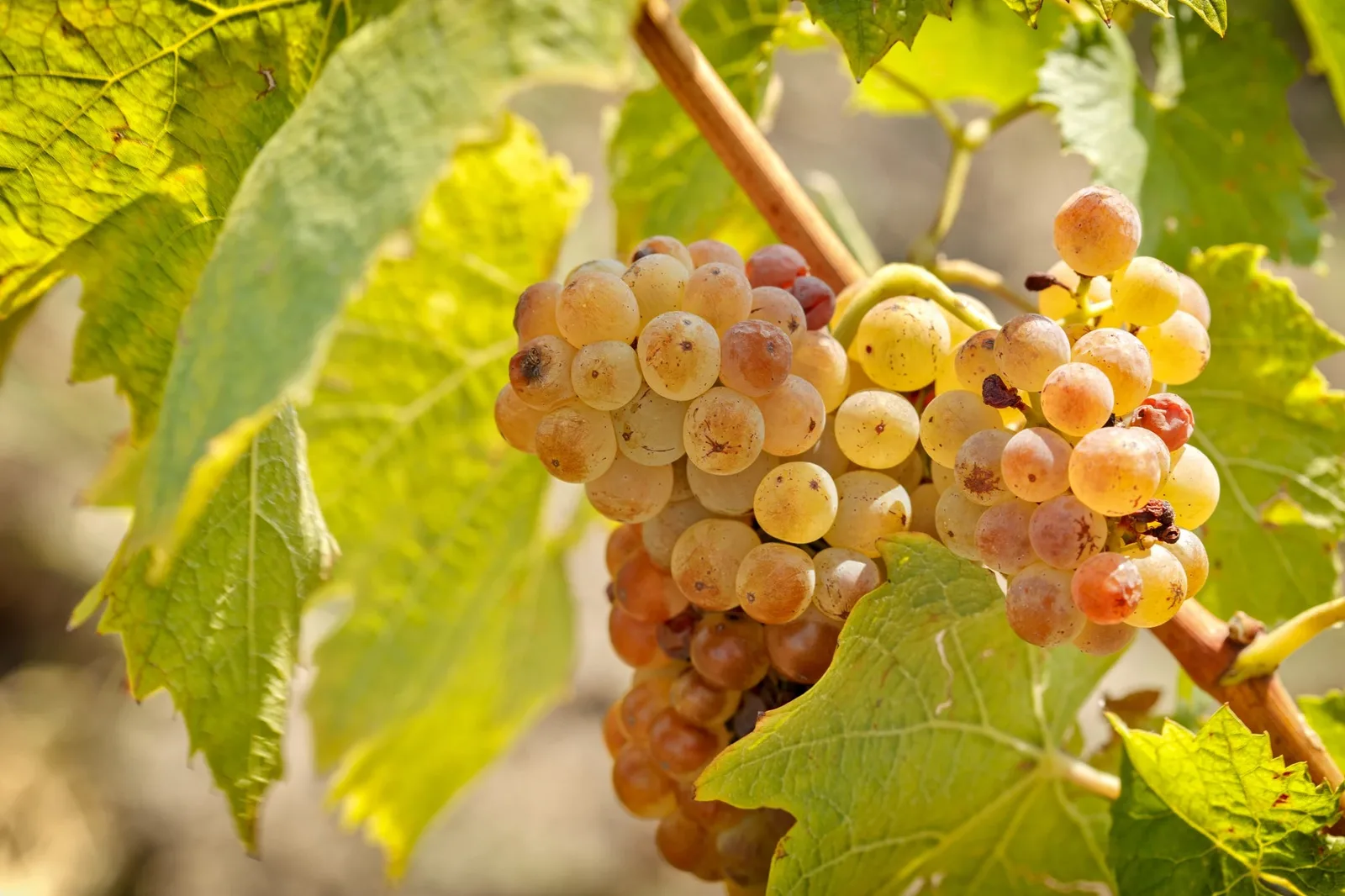 Italian Riesling (Welschriesling)